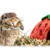Edible Strawberry Hut Wild Harvest Small Pet Treat-6