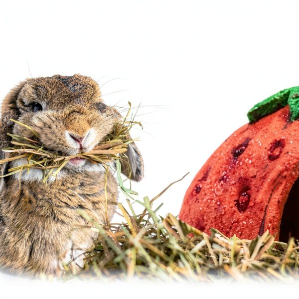 Edible Strawberry Hut Wild Harvest Small Pet Treat-6